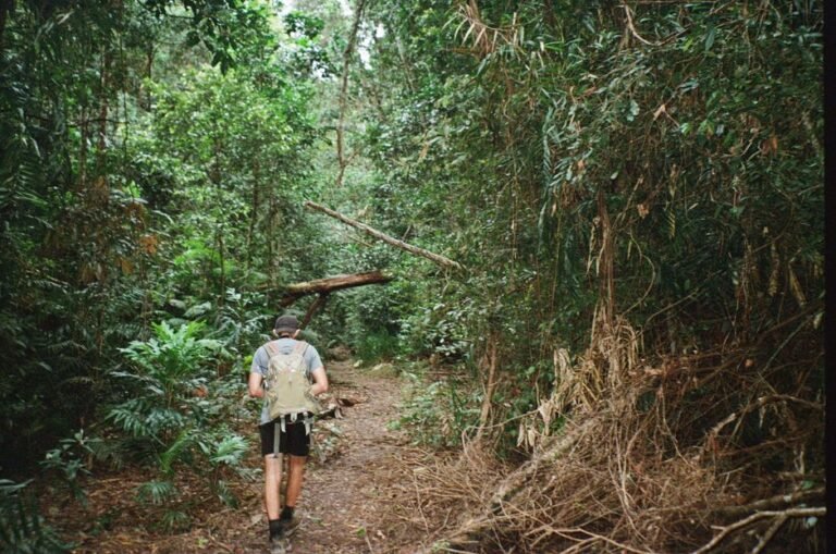 Dschungelcamp 2026 Kandidaten: Alle Teilnehmer im Überblick Dschungelcamp 2026 Kandidaten im australischen Regenwald